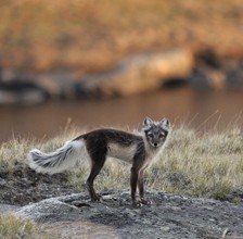 Computational Thinking in the Ecosystems (CT-E)